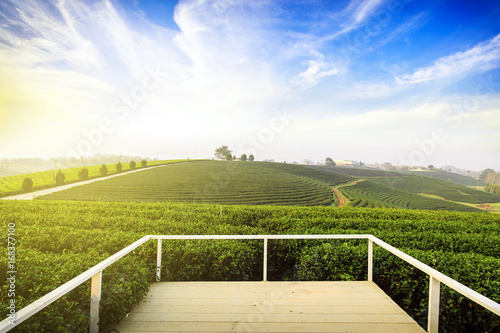 Green tea farm with blue sky background photo