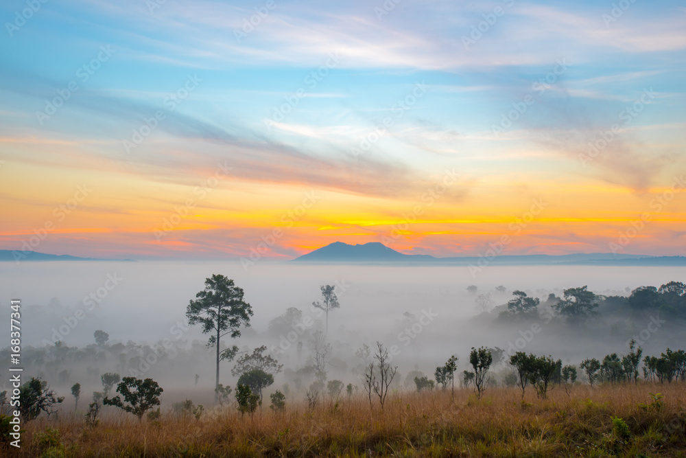 Dramatic fog, sunrise with beautiful vivid and romantic blue sky at Thung Sa Lang Luang, between Phitsanulok and Petchabun, Thailand.