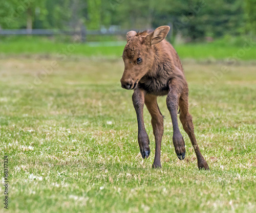 Moose Calf