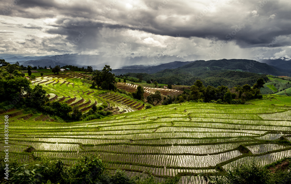 Amazing view of terraced paddy fied with dramatic cloudy sky full of melancholy, Thailand beautiful green landscape
