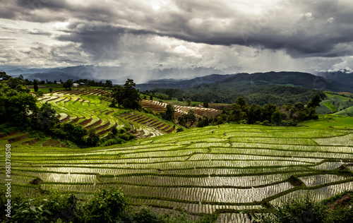 Amazing view of terraced paddy fied with dramatic cloudy sky full of melancholy  Thailand beautiful green landscape