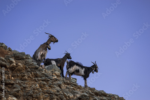 Mountain Goats and Kid on cliff edge on Greek Island.