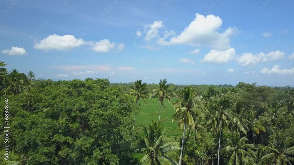 AERIAL: Flying above amazing rice paddy in the middle of dense lush green palm tree jungle. Stunning rice terraces in tropical rainforest on paradise island. Amazing rice fields in sunny Ubud, Bali