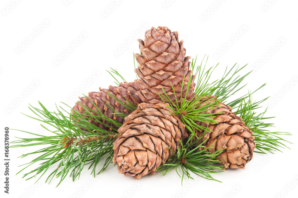 Fototapeta premium Cedar cones with branch
