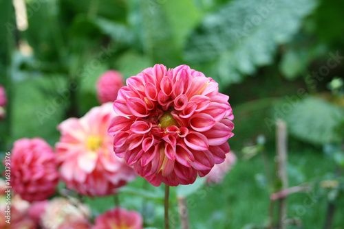  Lait Dahlias is flower beautiful.