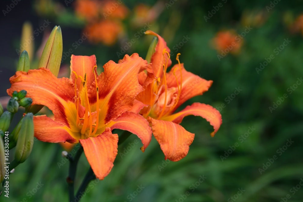 ヤブカンゾウ 忘れ草 の朱色の花 Hemerocallis Fulva Var Kwanso Stock Photo Adobe Stock