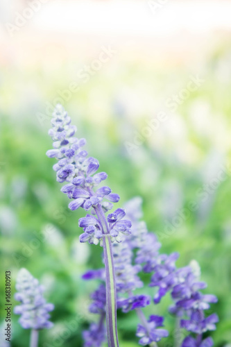 Lavender Beautiful purple flowers job And useful to smell fresh.