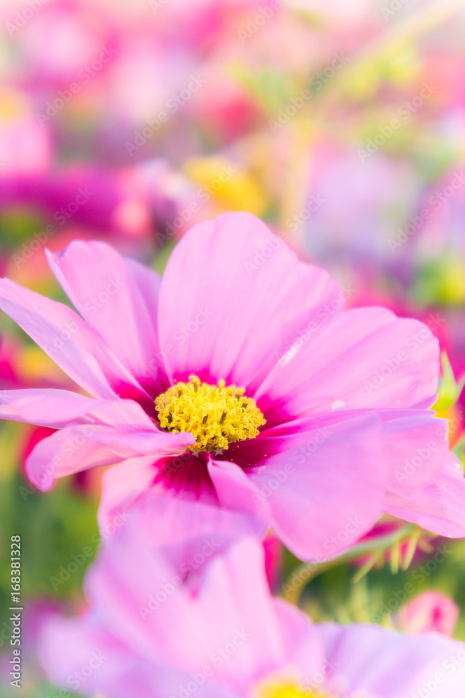 pink cosmos flowers , daisy blossom flowers in the garden pink cosmos flowers , daisy blossom flowers in the garden