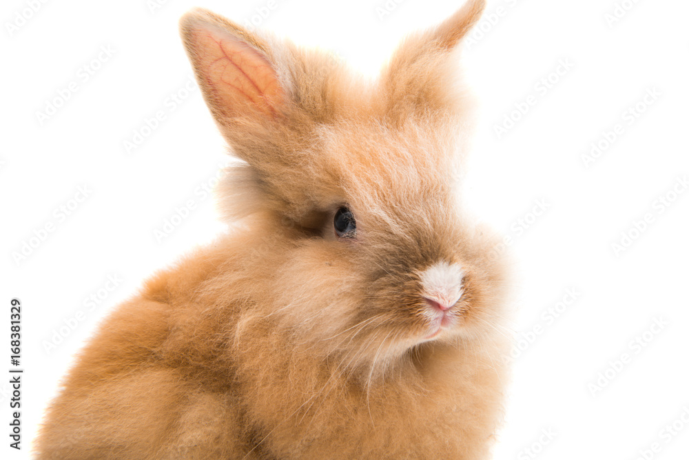 Beautiful rabbit isolated Beautiful rabbit isolated