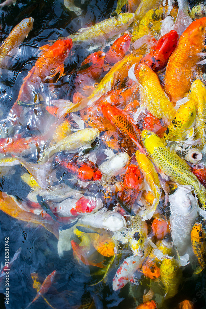 Fancy carp fishs swim in the pond , color carp fish, Pet Believe it is luck. And prosperity