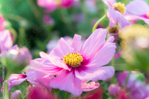 pink cosmos flowers   daisy blossom flowers in the garden