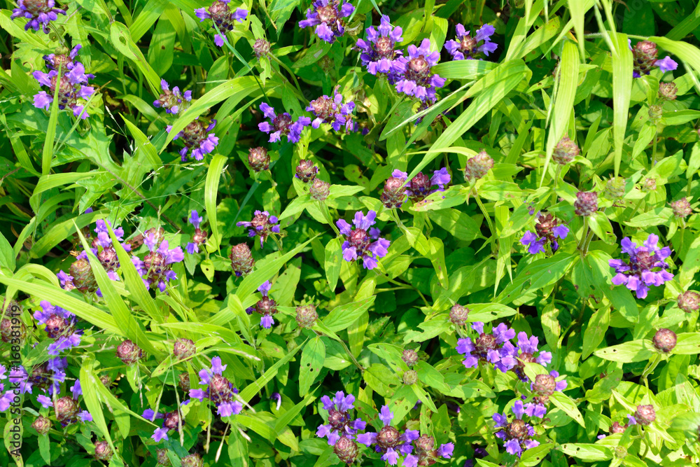 ウツボグサの花咲く(Prunella vulgaris L. subsp. asiatica) ウツボグサの花咲く(Prunella vulgaris L. subsp. asiatica)