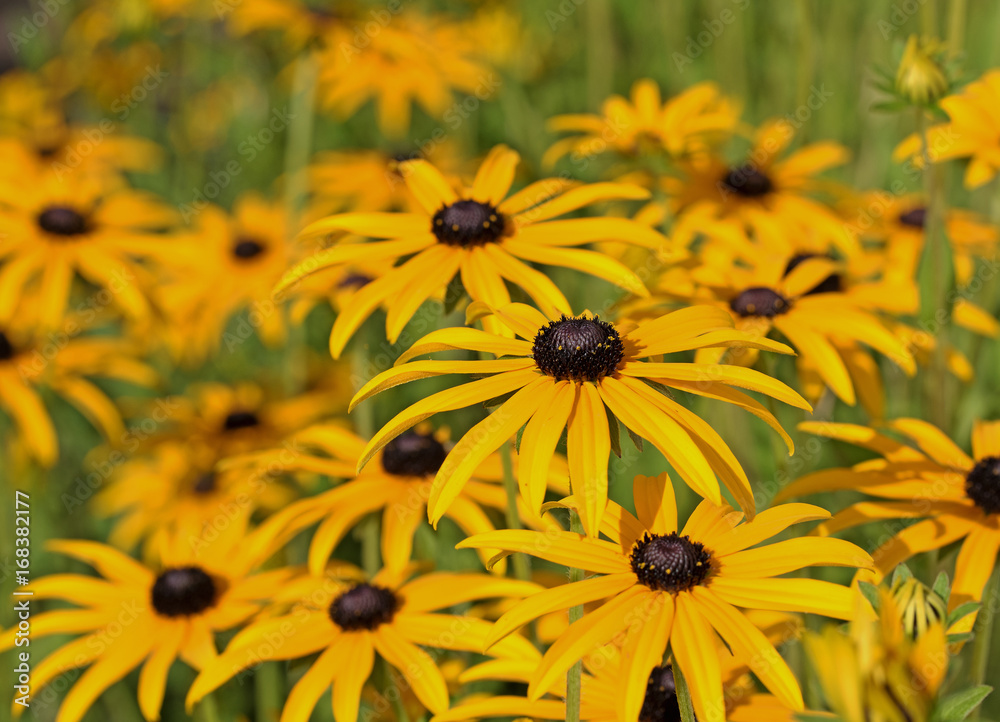 Sonnenhut, Rudbeckia, Goldsturm Sonnenhut, Rudbeckia, Goldsturm
