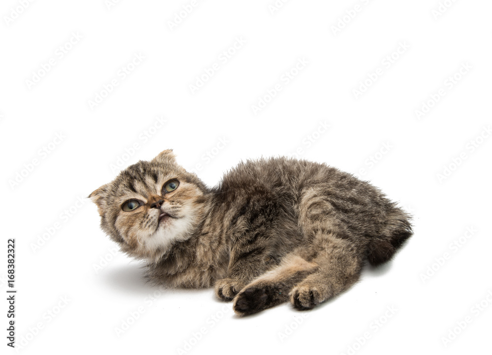 Obraz premium Gray kitten