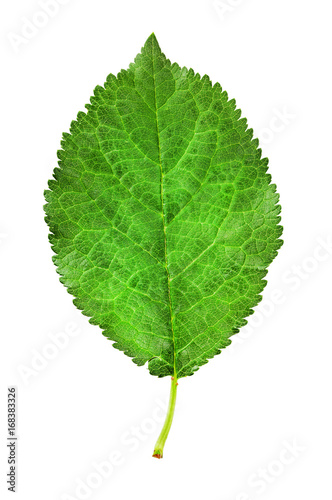 plum leaf isolated on a white
