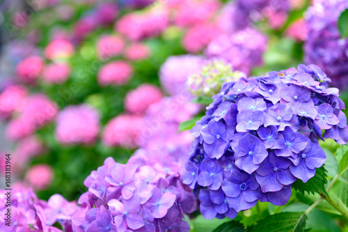 Obraz na płótnie 紫陽花