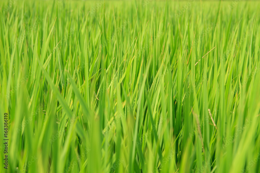 Japanese rice field filled with green rice plants