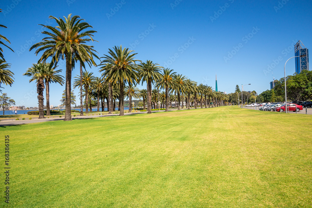 Palm trees in Langley Park along Swan River in Perth City Palm trees in Langley Park along Swan River in Perth City