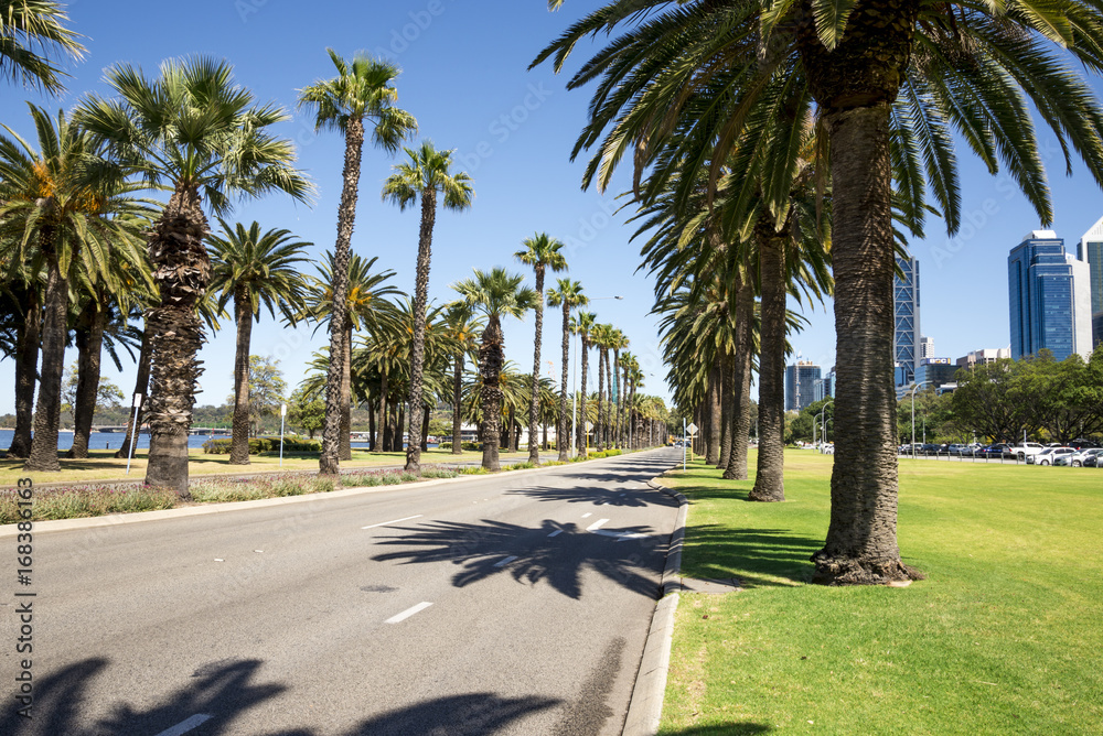Palm trees along empty Riverside Drive in Perth City