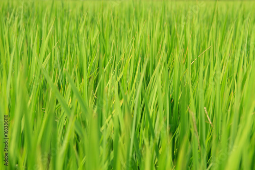 Japanese rice field filled with green rice plants