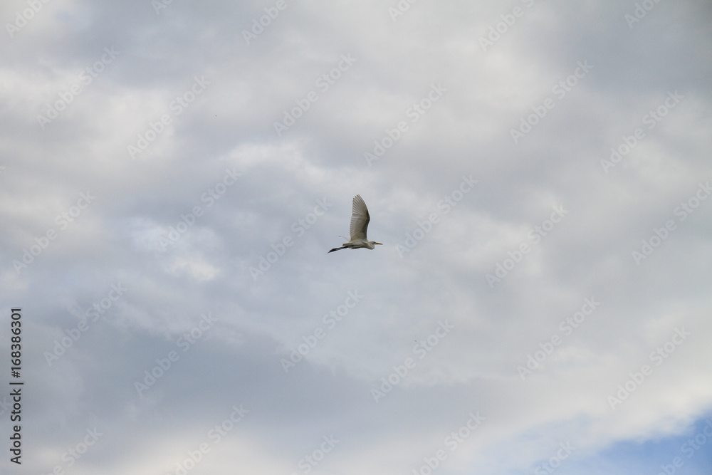 Fototapeta premium flying bird under the cloud