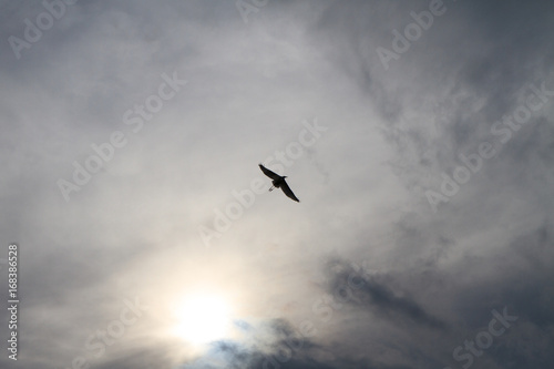 flying bird under the cloud