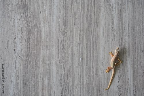 Fototapeta Naklejka Na Ścianę i Meble -  Lizard