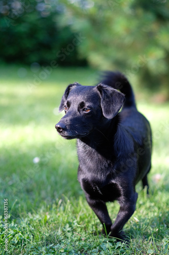 A small black dog with short paws on a lawn in the garden