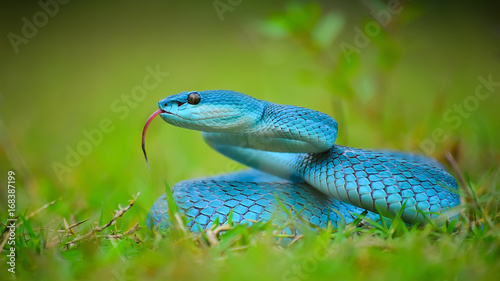 Blue Viper In The Grass