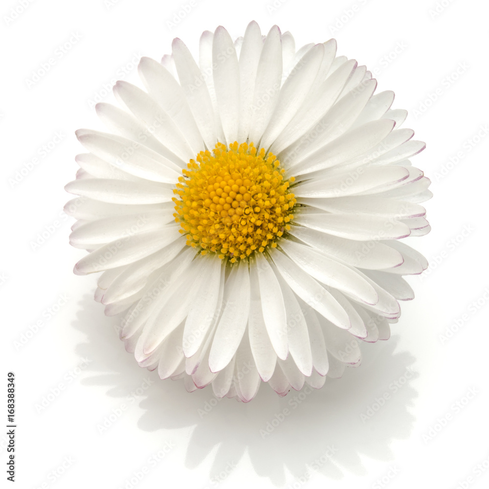 Beautiful single daisy flower isolated on white background cutout