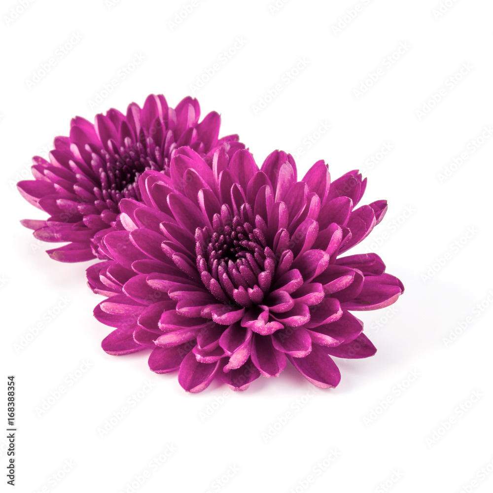 Lilac chrysanthemum flower isolated on white background