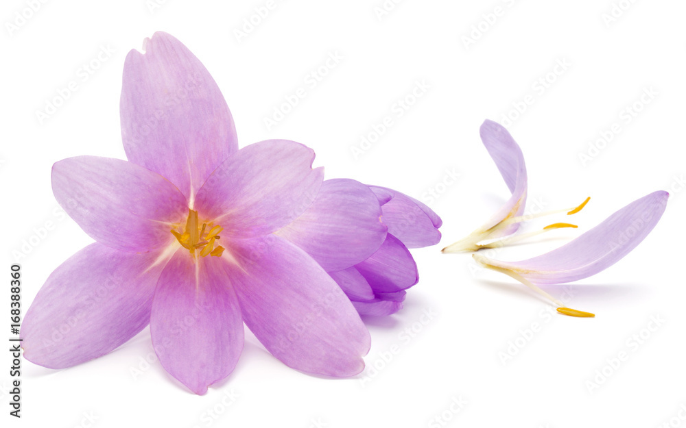 lilac crocus flowers isolated on white background