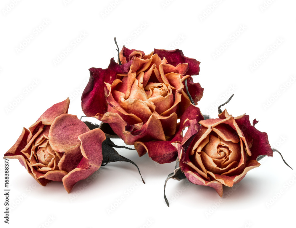 dried rose flower head isolated on white background cutout dried rose flower head isolated on white background cutout