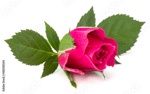 pink rose flower head isolated on white background cutout