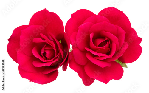 two red rose flowers isolated on white background cutout