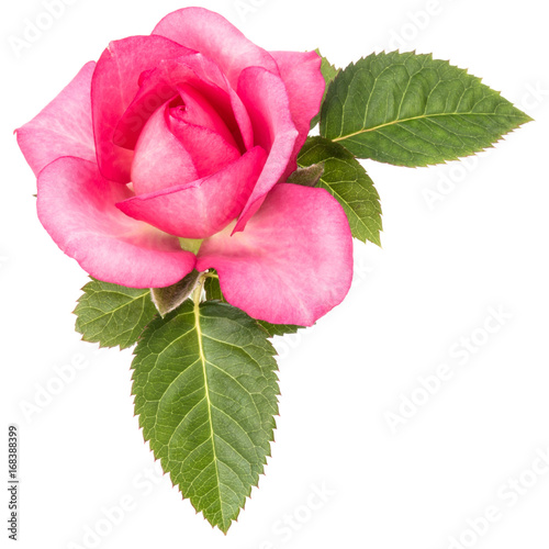 one pink rose flower with leaves isolated on white background cutout