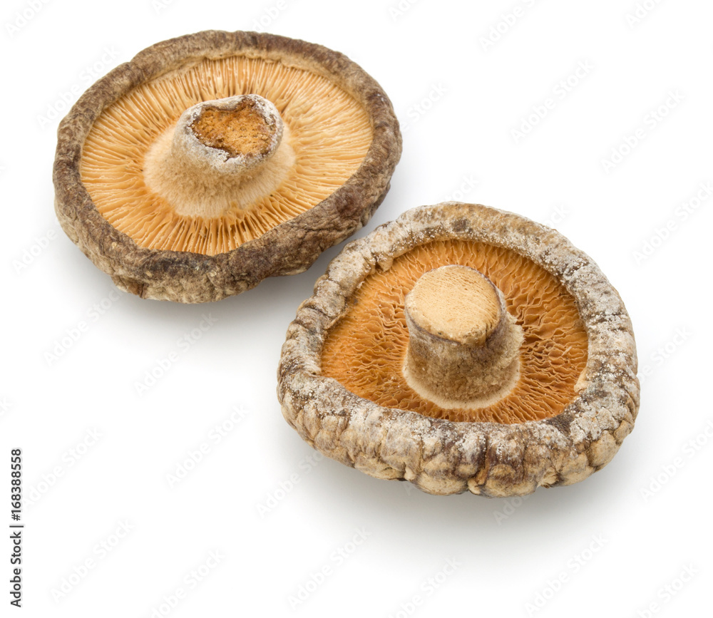 Dried Shiitake Mushroom isolated on white background Dried Shiitake Mushroom isolated on white background