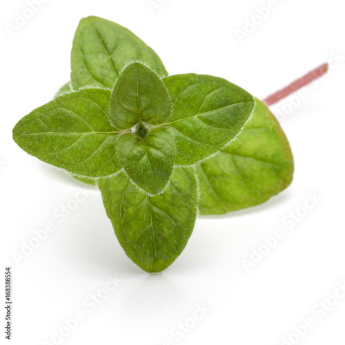 Oregano or marjoram leaves isolated on white background cutout