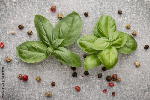 Sweet basil leaves over grey stone background. Top view.