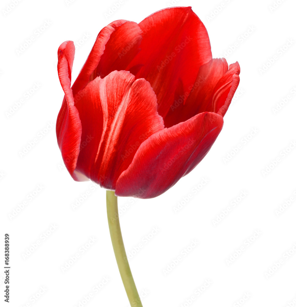 Naklejka premium czerwony tulipan głowa kwiat na białym tle