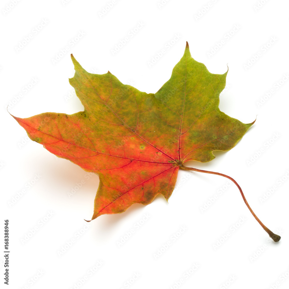 Obraz premium colorful autumn maple leaf isolated on white