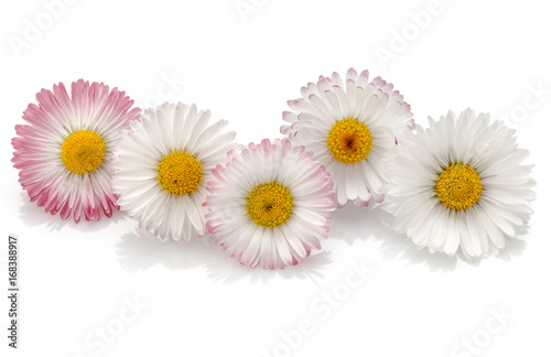 Fototapeta Naklejka Na Ścianę i Meble -  Beautiful daisy flowers isolated on white background cutout