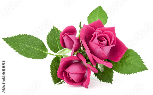 Fototapeta Naklejka Na Ścianę i Meble -  pink rose flower bouquet isolated on white background cutout