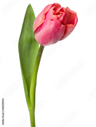 Fototapeta Naklejka Na Ścianę i Meble -  one pink tulip flower isolated on white background
