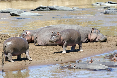 Hippopotamus (Hippopotamus anphibius)