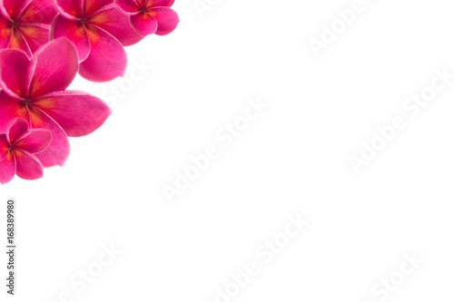 plumeria pink flower  with isolated background