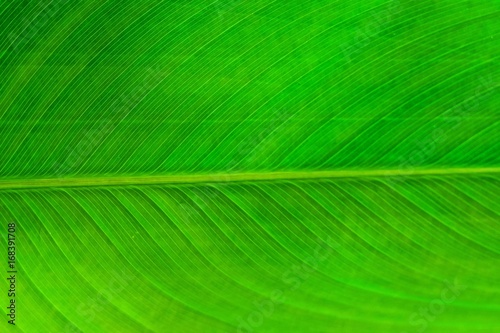 The Horizontal of Green Leaf Textured Background