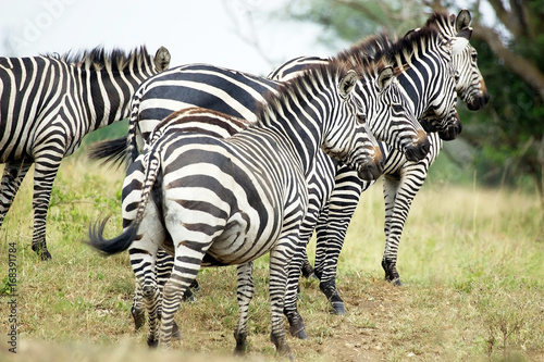 Zebras  Equus burchellii 