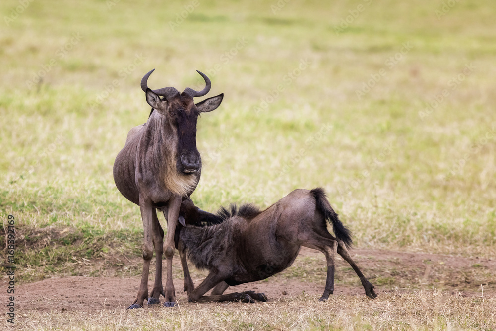 Wildebeast mother with suckling baby