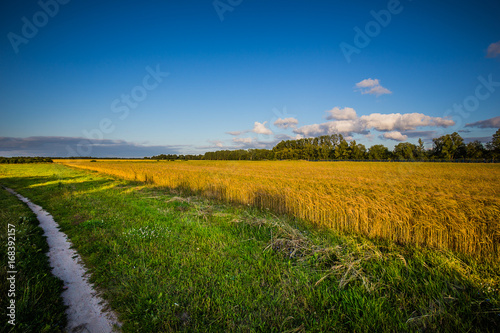 Golden wheat field and sunny day. Rural landscape.